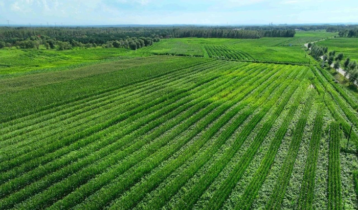 库伦旗供销社推行新型种植模式发挥土地规模效益